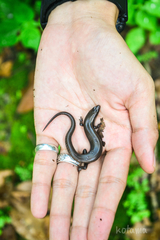 Subdoluseps herberti