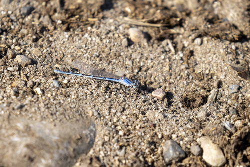 iNaturalist observation photo of Bluets