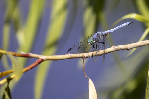 iNaturalist observation photo of Blue Dasher