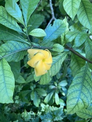 Tabernaemontana donnell-smithii