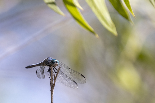 iNaturalist observation photo of Blue Dasher