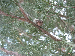 Mastophora cornigera
