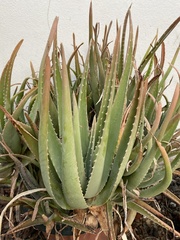 Aloe vera