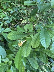 Tabernaemontana donnell-smithii