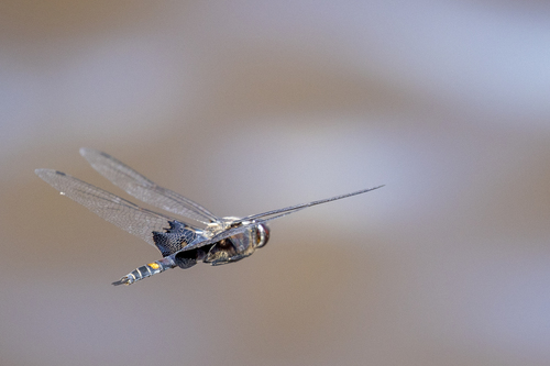 iNaturalist observation photo of Black Saddlebags
