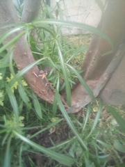 Symphyotrichum subulatum