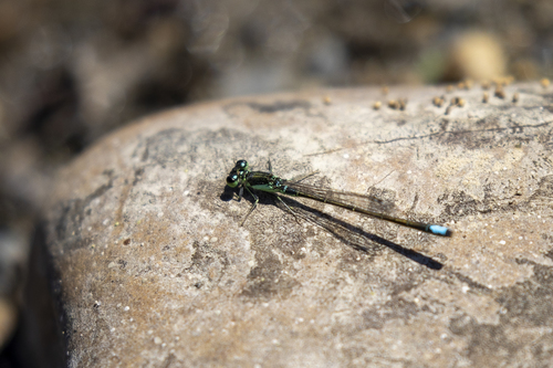 iNaturalist observation photo of Black-fronted Forktail