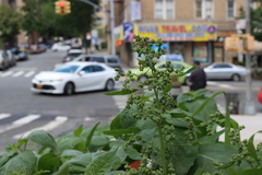 Chenopodium album