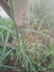 Symphyotrichum subulatum