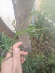 Symphyotrichum subulatum