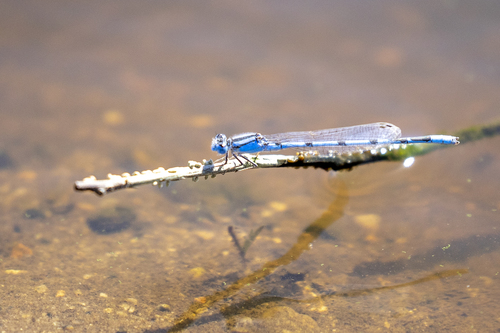 iNaturalist observation photo of Familiar Bluet