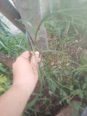 Symphyotrichum subulatum