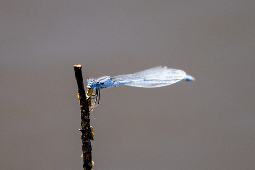 iNaturalist observation photo of Familiar Bluet