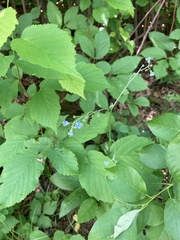 Mertensia paniculata