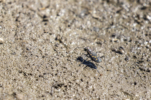 iNaturalist observation photo of Wetsalts Tiger Beetle
