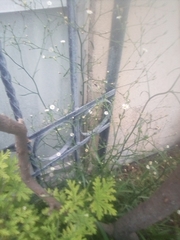 Symphyotrichum subulatum