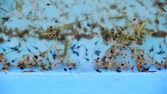 Bufotes viridis viridis
