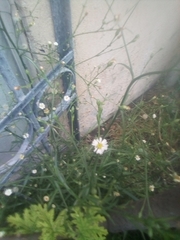 Symphyotrichum subulatum