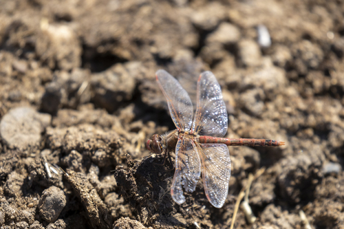 iNaturalist observation photo of Variegated Meadowhawk