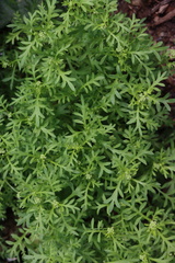 Lepidium