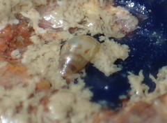 Crisilla semistriata