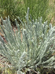 Tetradymia canescens