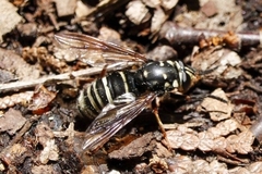 Temnostoma venustum
