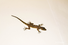 Cnemaspis chanardi