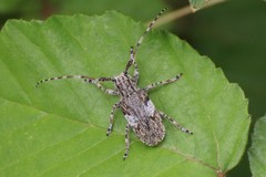 Mesosa nebulosa