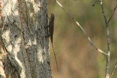 Sceloporus edbelli
