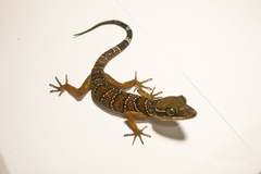 Cyrtodactylus lekaguli