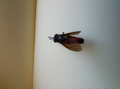 Hermetia illucens