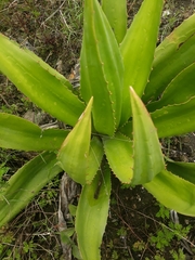 Furcraea andina