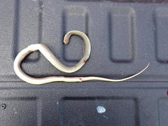 Coluber constrictor