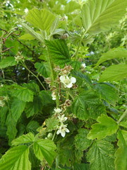 Rubus × idaeoides