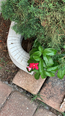Catharanthus roseus image