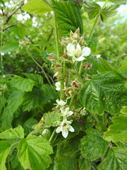 Rubus × idaeoides