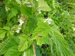 Rubus × idaeoides