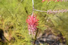 Grevillea dryandri