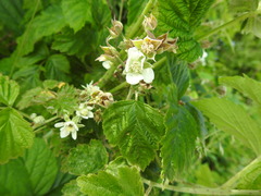 Rubus × idaeoides