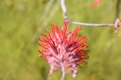 Grevillea dryandri