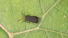 Dichomeris nonstrigella