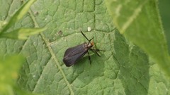 Dichomeris nonstrigella