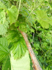 Rubus × idaeoides