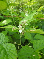 Rubus × idaeoides