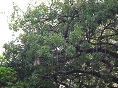 Kigelia africana