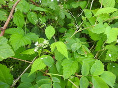 Rubus × idaeoides