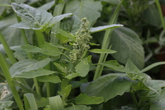 Chenopodium album