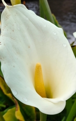 Zantedeschia
