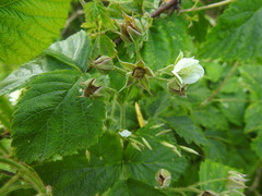 Rubus × idaeoides